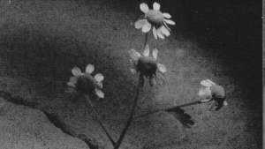 ¿Qué ocultan las doce canciones del disco Petal?